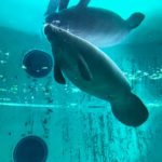 美ら海水族館のマナティ